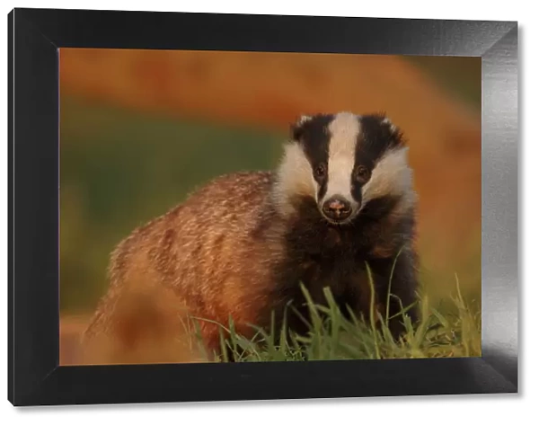 Badger (Meles meles) adult in evening light, Derbyshire, UK. 2020VISION Book Plate