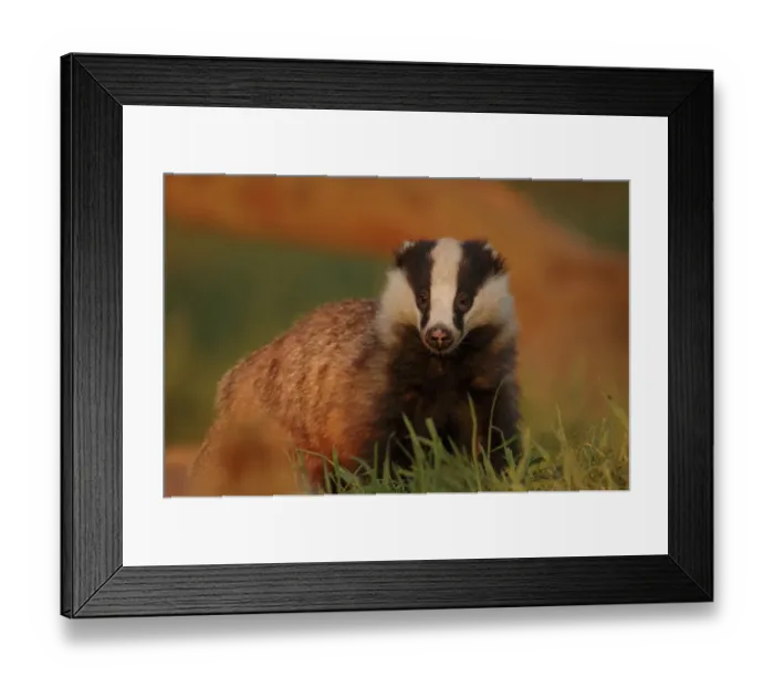 Framed Print : Badger (Meles meles) adult in evening light, Derbyshire, UK. 2020VISION Book Plate Framed Print : Badger (Meles meles) adult in evening light, Derbyshire, UK. 2020VISION Book Plate