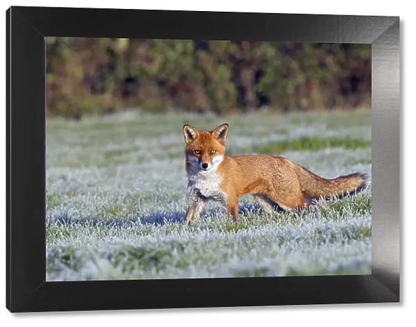 Portrait of a Red Fox (Vulpes vulpes) in a frosty field. Buckinghamshire, UK, December
