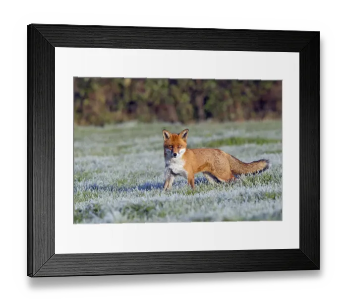 Framed Print : Portrait of a Red Fox (Vulpes vulpes) in a frosty field. Buckinghamshire, UK, December Framed Print : Portrait of a Red Fox (Vulpes vulpes) in a frosty field. Buckinghamshire, UK, December