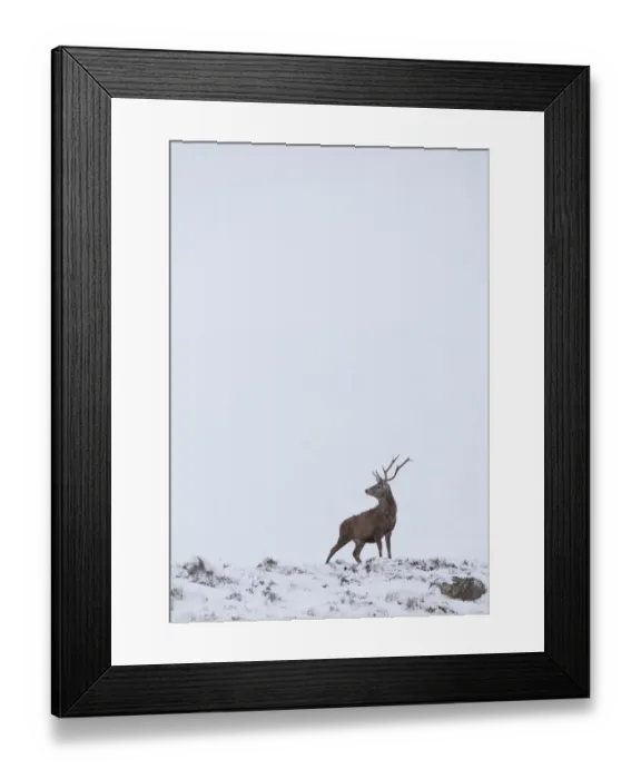 Framed Print : Red deer (cervus elaphus) solitary stag in snow, Alladale Reserve, Sutherland, Scotland Framed Print : Red deer (cervus elaphus) solitary stag in snow, Alladale Reserve, Sutherland, Scotland