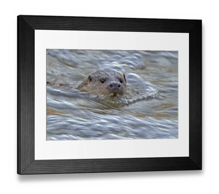 Framed Print : European river otter (Lutra lutra) in fast flowing river, Dorset, UK, December Framed Print : European river otter (Lutra lutra) in fast flowing river, Dorset, UK, December