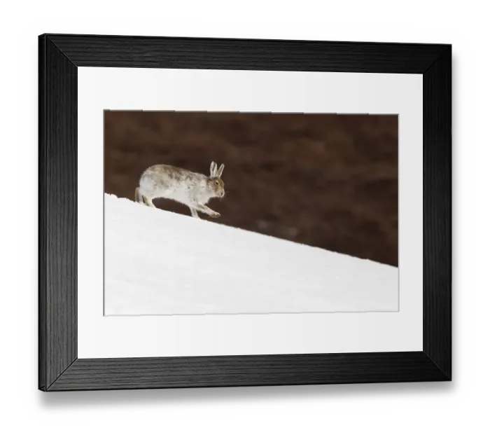 Framed Print : Mountain hare (Lepus timidus) with partial winter coat, running down a snow-covered moorland slope Framed Print : Mountain hare (Lepus timidus) with partial winter coat, running down a snow-covered moorland slope