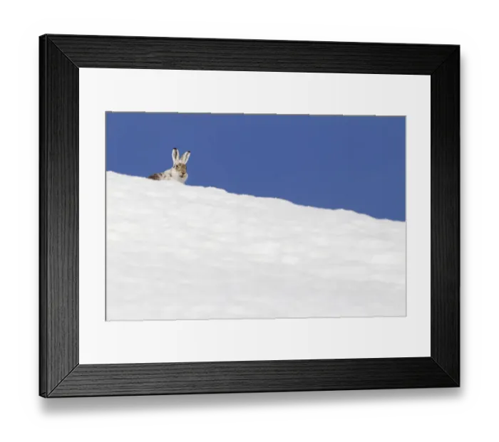 Framed Print : Mountain hare (Lepus timidus) with partial winter coat, head peering over a snow-covered skyline Framed Print : Mountain hare (Lepus timidus) with partial winter coat, head peering over a snow-covered skyline