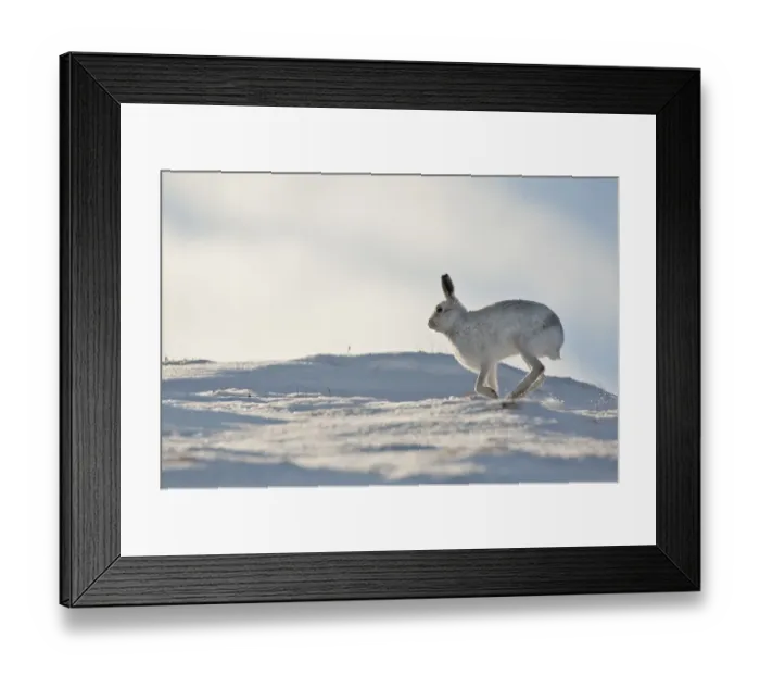 Framed Print : Mountain hare (Lepus timidus) in winter coat running across snow, Scotland, UK, February