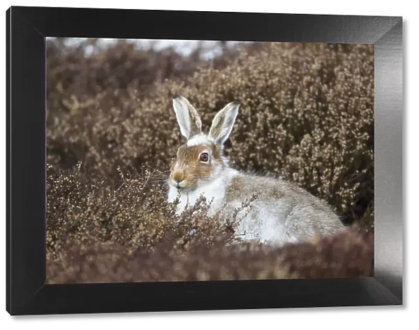 Mountain hare (Lepus timidus) with partial winter coat, sitting amongst heather (Ericaceae sp