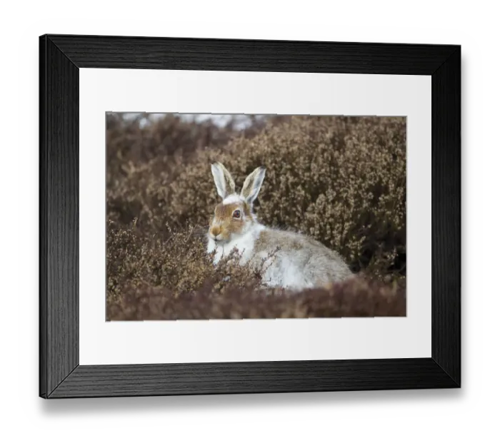 Framed Print : Mountain hare (Lepus timidus) with partial winter coat, sitting amongst heather (Ericaceae sp Framed Print : Mountain hare (Lepus timidus) with partial winter coat, sitting amongst heather (Ericaceae sp