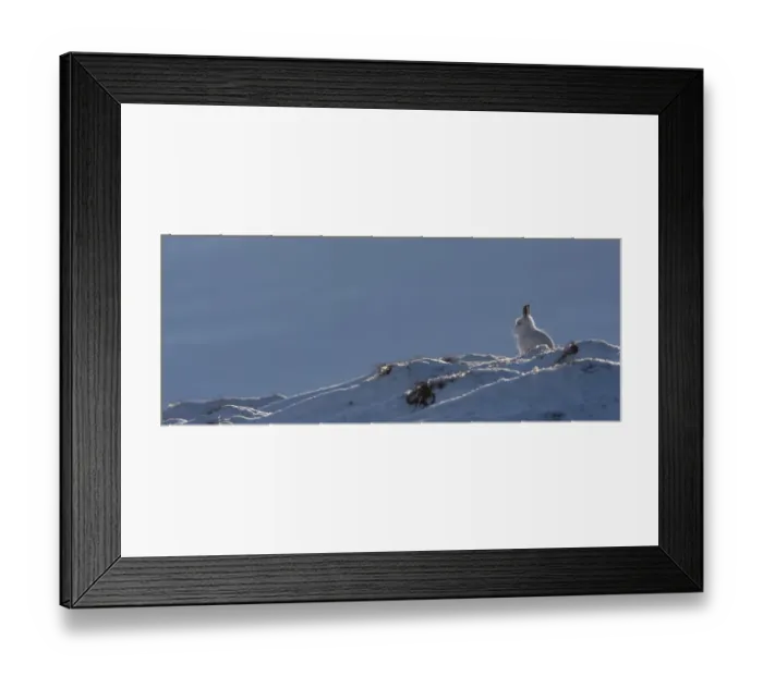 Framed Print : Mountain hare (Lepus timidus) in winter coat, against the sky on a snow ridge, Scotland Framed Print : Mountain hare (Lepus timidus) in winter coat, against the sky on a snow ridge, Scotland