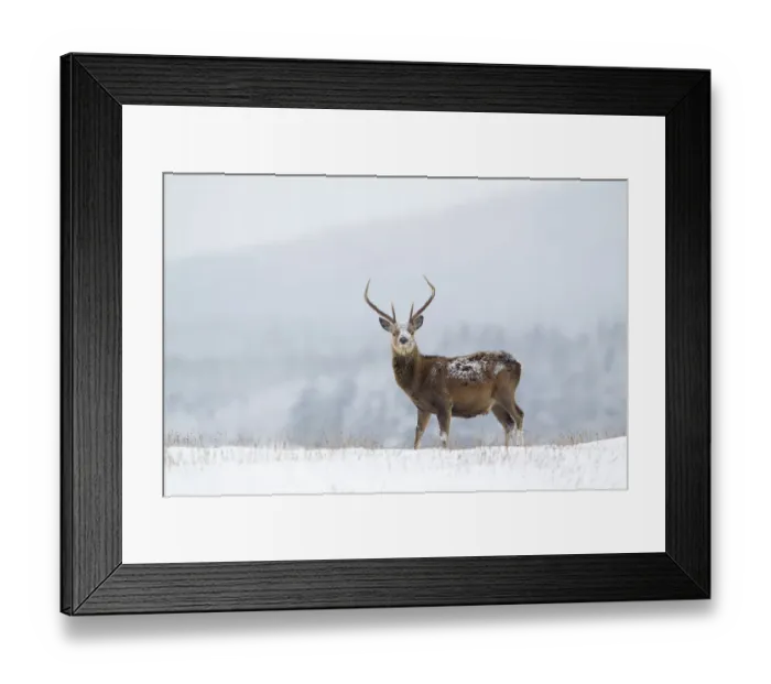 Framed Print : Red deer stag (Cervus elaphus) on moorland ridge in snow, with hills and trees in the distance Framed Print : Red deer stag (Cervus elaphus) on moorland ridge in snow, with hills and trees in the distance