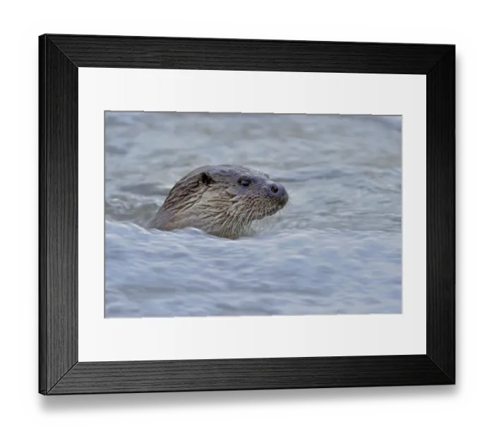 Framed Print : European river otter (Lutra lutra) in fast flowing water, Dorset, UK, December Framed Print : European river otter (Lutra lutra) in fast flowing water, Dorset, UK, December
