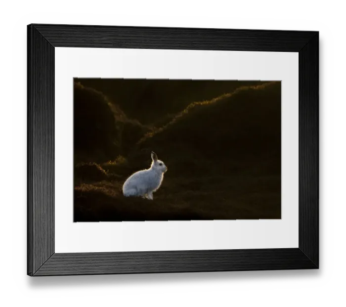 Framed Print : Mountain Hare (Lepus timidus) on moorland with white winter coat, Kinder Scout, Peak