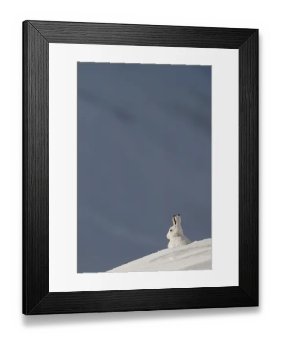 Framed Print : Mountain hare (Lepus timidus) sitting on a ridge, in winter coat in snow, Cairngorms NP Framed Print : Mountain hare (Lepus timidus) sitting on a ridge, in winter coat in snow, Cairngorms NP