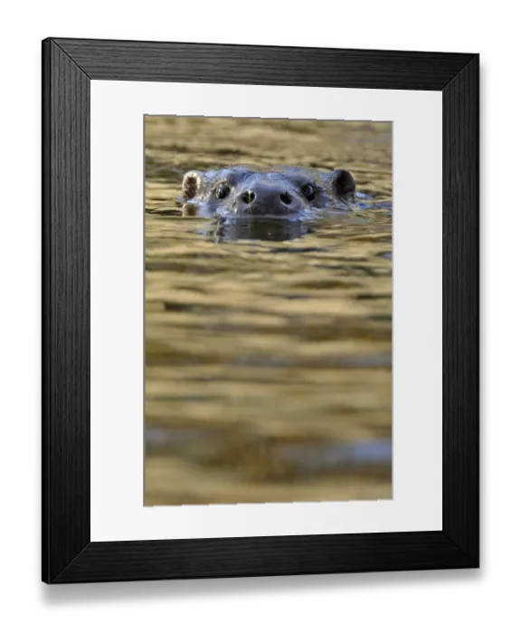 Framed Print : European river otter (Lutra lutra) swimming with head just above water, in river Framed Print : European river otter (Lutra lutra) swimming with head just above water, in river