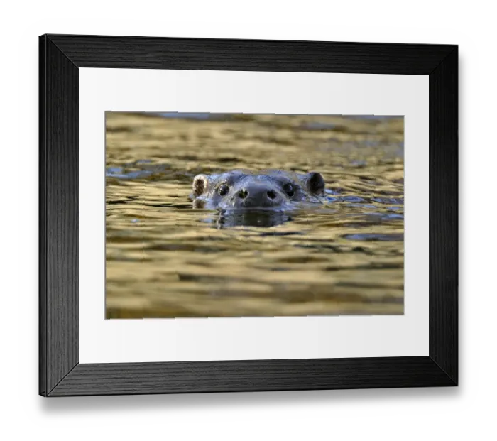 Framed Print : European river otter (Lutra lutra) swimming with head stickig above water, river Framed Print : European river otter (Lutra lutra) swimming with head stickig above water, river