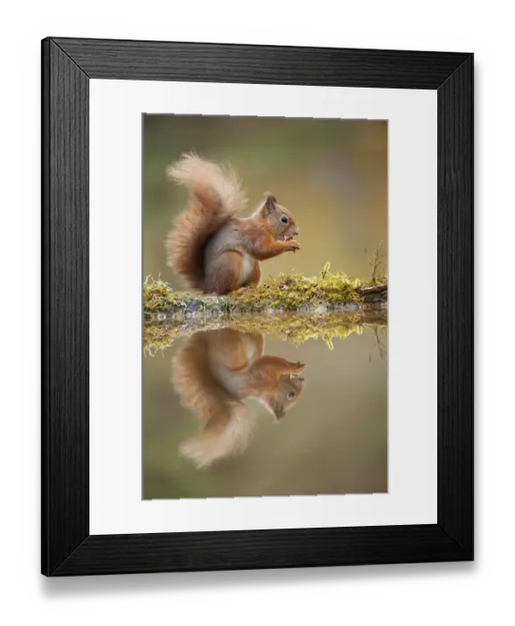 Framed Print : Red squirrel (Sciurus vulgaris) at woodland pool, feeding on nut, Scotland, UK, November