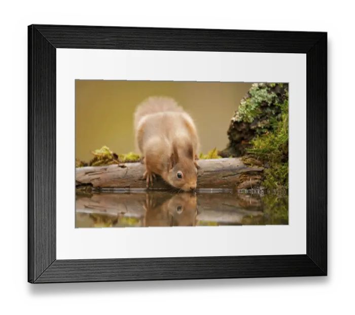 Framed Print : Red squirrel (Sciurus vulgaris) drinking from woodland pool, Scotland, UK, November Framed Print : Red squirrel (Sciurus vulgaris) drinking from woodland pool, Scotland, UK, November
