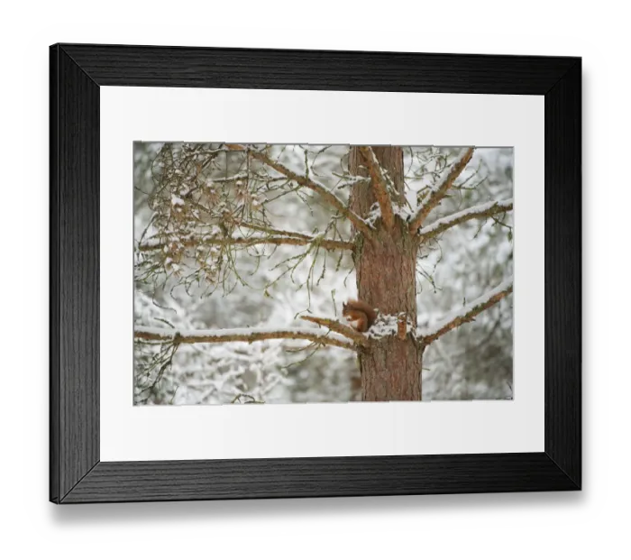 Framed Print : Red squirrel (Sciurus vulgaris) resting in pine tree in snow, Scotland, UK, November Framed Print : Red squirrel (Sciurus vulgaris) resting in pine tree in snow, Scotland, UK, November