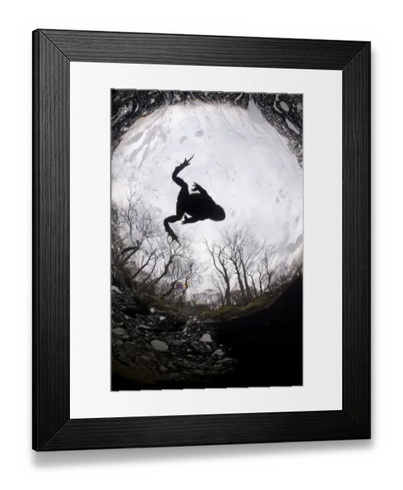 Framed Print : Silhouette of Common toad (Bufo bufo) swimming in River Orchy, Highlands, Scotland, UK Framed Print : Silhouette of Common toad (Bufo bufo) swimming in River Orchy, Highlands, Scotland, UK