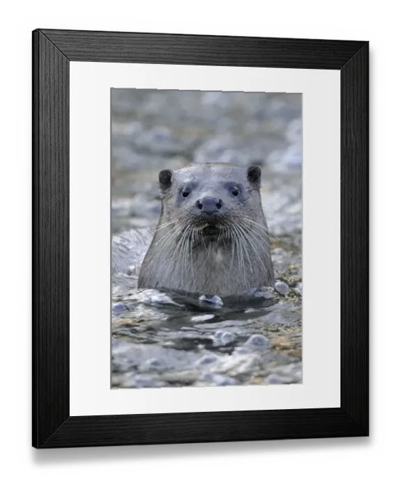 Framed Print : European river otter (Lutra lutra) portrait, in river, Dorset, UK, November Framed Print : European river otter (Lutra lutra) portrait, in river, Dorset, UK, November