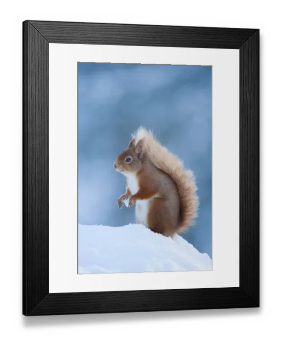 Framed Print : Red Squirrel (Sciurus vulgaris) adult in snow, Cairngorms National Park, Scotland Framed Print : Red Squirrel (Sciurus vulgaris) adult in snow, Cairngorms National Park, Scotland
