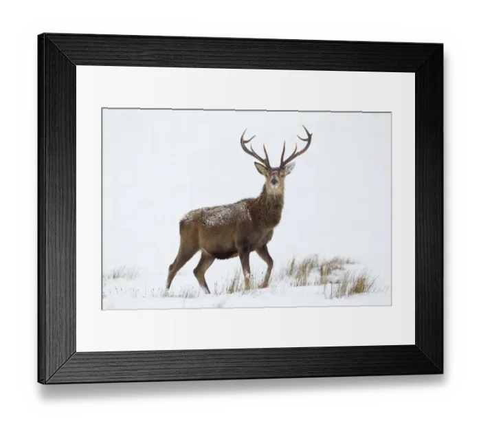 Framed Print : Red deer stag (Cervus elaphus) on open moorland in snow, Cairngorms NP, Scotland, UK, December Framed Print : Red deer stag (Cervus elaphus) on open moorland in snow, Cairngorms NP, Scotland, UK, December