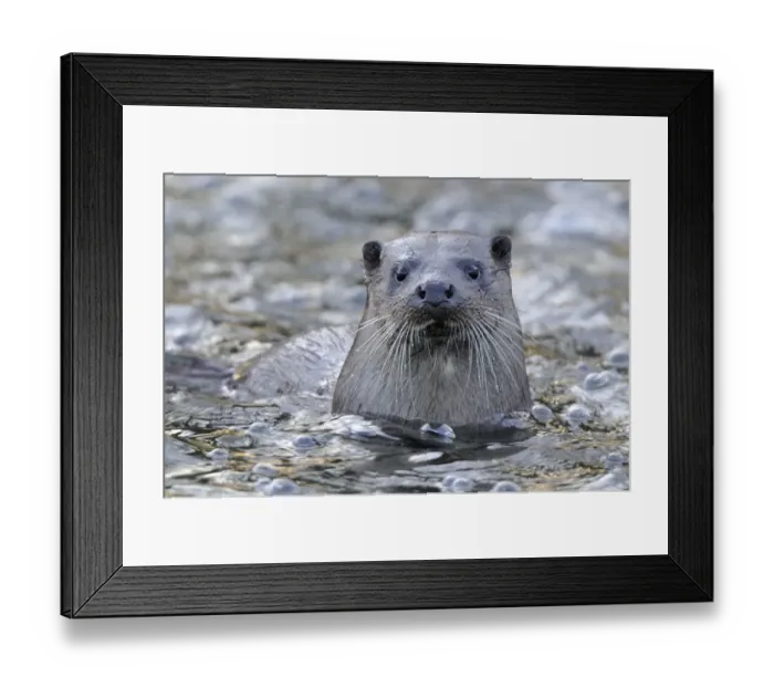 Framed Print : European river otter (Lutra lutra) portrait, in river, Dorset, UK, November Framed Print : European river otter (Lutra lutra) portrait, in river, Dorset, UK, November