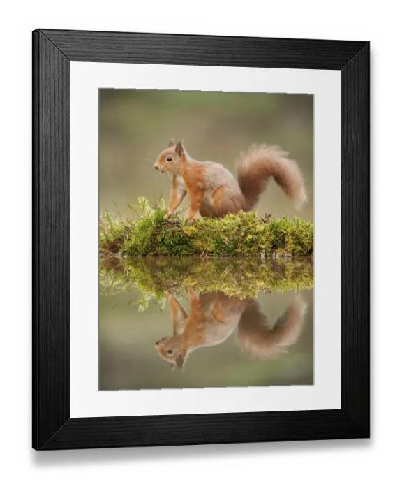 Framed Print : Red squirrel (Sciurus vulgaris) at woodland pool, Scotland, UK, November Framed Print : Red squirrel (Sciurus vulgaris) at woodland pool, Scotland, UK, November