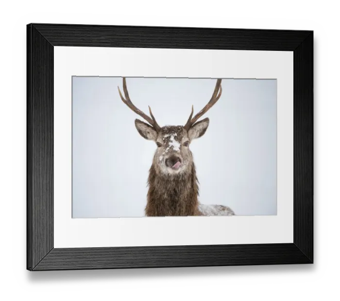 Framed Print : Portrait of Red deer stag (Cervus elaphus) on open moorland in snow, licking its lips Cairngorms NP