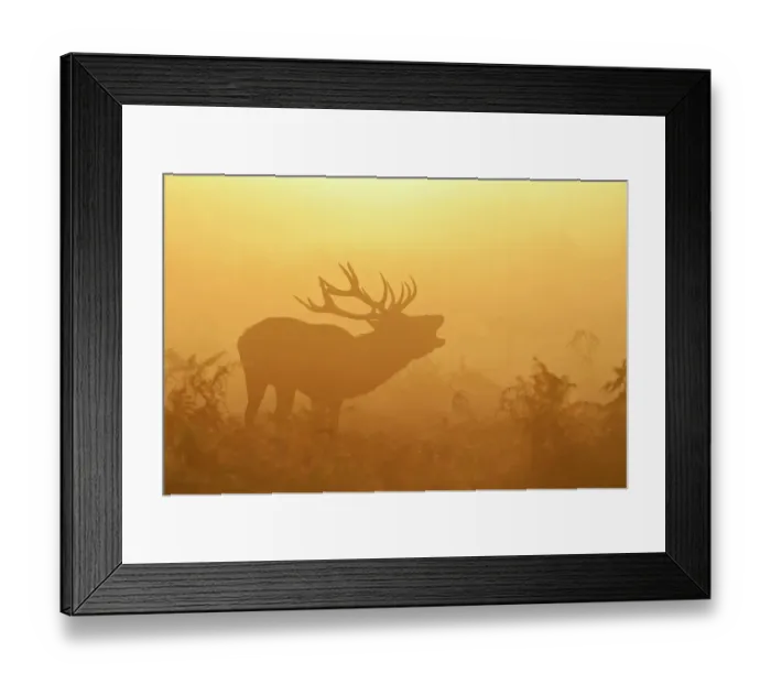 Framed Print : Red deer (Cervus elaphus) stag bellowing in mist at sunrise, rutting season, Bushy Park, London, UK, October. 2020VISION Exhibition. 2020VISION Book Plate Framed Print : Red deer (Cervus elaphus) stag bellowing in mist at sunrise, rutting season, Bushy Park, London, UK, October. 2020VISION Exhibition. 2020VISION Book Plate