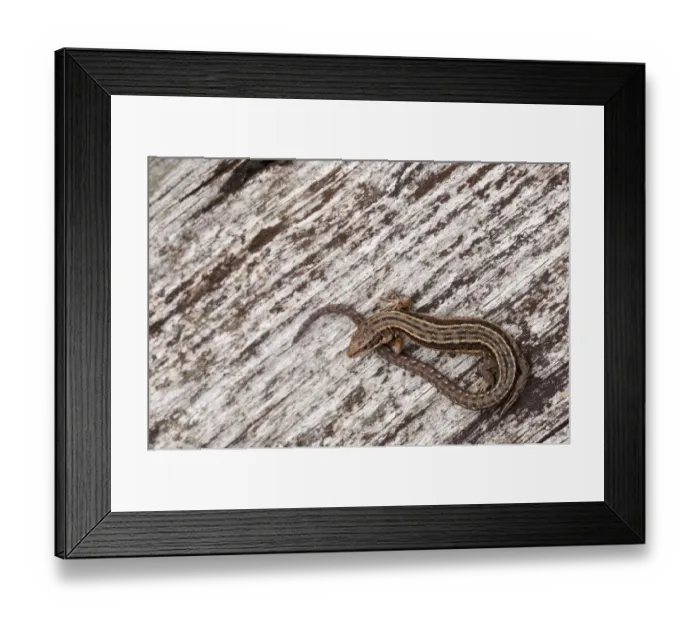 Framed Print : Viviparous or Common Lizard (Lacerta vivipara) basking on wood, Arne RSPB reserve Framed Print : Viviparous or Common Lizard (Lacerta vivipara) basking on wood, Arne RSPB reserve