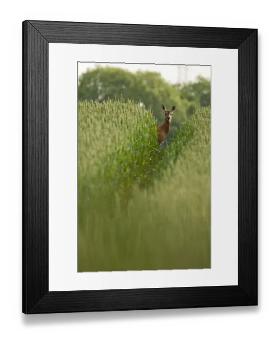 Framed Print : Roe deer (Capreolus capreolus) staring down track in a field of wheat (Triticum sp Framed Print : Roe deer (Capreolus capreolus) staring down track in a field of wheat (Triticum sp