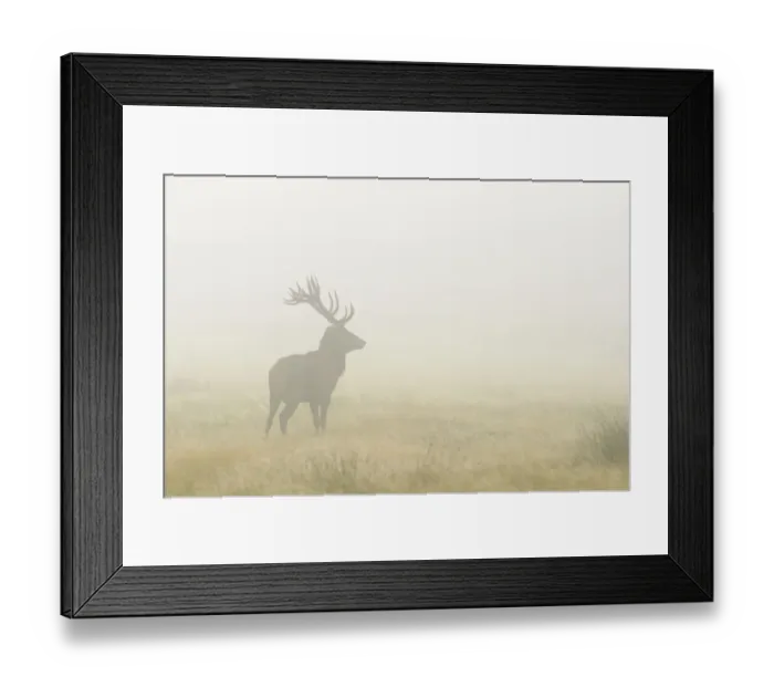 Framed Print : Silhouette of Red deer (Cervus elephus) stag in mist, Richmond Park, London, England Framed Print : Silhouette of Red deer (Cervus elephus) stag in mist, Richmond Park, London, England