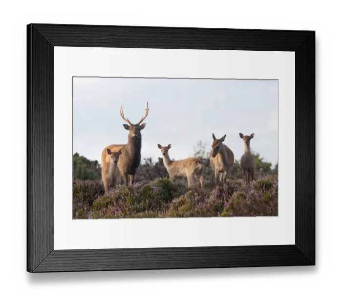 Framed Print : Sika deer (Cervus nippon), stag, hind and young, amongst flowering heather, Arne RSPB reserve Framed Print : Sika deer (Cervus nippon), stag, hind and young, amongst flowering heather, Arne RSPB reserve