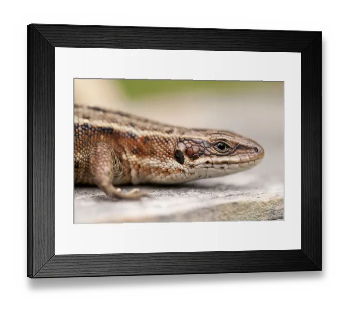 Framed Print : Common or Viviparous lizard (Lacerta vivipara) basking on fence post, Arne RSPB reserve Framed Print : Common or Viviparous lizard (Lacerta vivipara) basking on fence post, Arne RSPB reserve