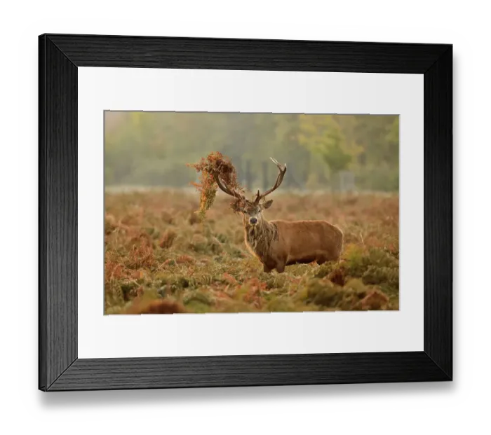 Framed Print : Red deer (Cervus elaphus) stag thrashing bracken, rutting season, Bushy Park, London, UK, October