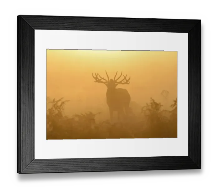 Framed Print : Red deer (Cervus elaphus) stag bellowing in mist at sunrise, rutting season, Bushy Park Framed Print : Red deer (Cervus elaphus) stag bellowing in mist at sunrise, rutting season, Bushy Park