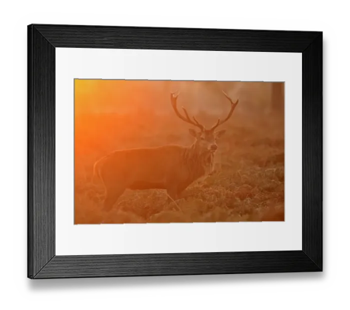 Framed Print : Red deer (Cervus elaphus) stag at sunrise, Bushy Park, London, UK, October Framed Print : Red deer (Cervus elaphus) stag at sunrise, Bushy Park, London, UK, October