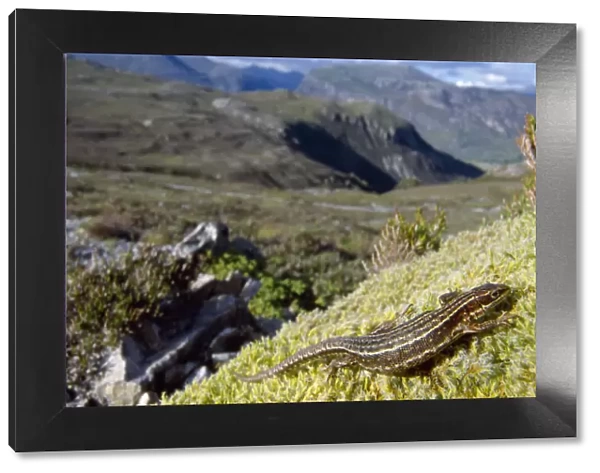 Common  /  Viviparous lizard (Lacerta vivipara) basking on mossy outcrop, Beinn Eighe