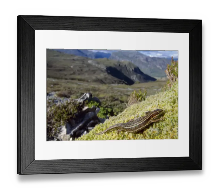 Framed Print : Common / Viviparous lizard (Lacerta vivipara) basking on mossy outcrop, Beinn Eighe Framed Print : Common / Viviparous lizard (Lacerta vivipara) basking on mossy outcrop, Beinn Eighe