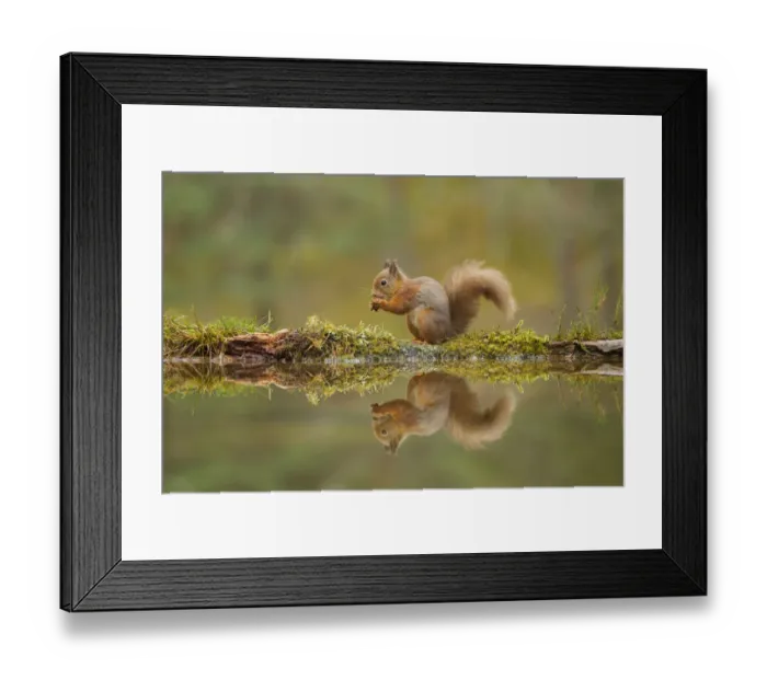 Framed Print : Red squirrel (Sciurus vulgaris) sitting on the bank of a woodland pool, Cairngorms NP