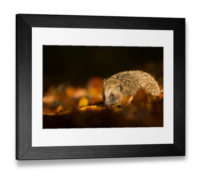 Framed Print : Hedgehog (Erinaceus europaeus) amongst leaves in low sunlight. Leicestershire, UK, November