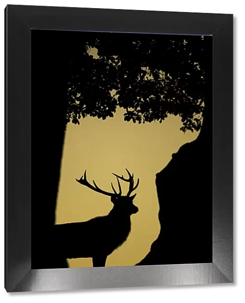 Red Deer (Cervus elaphus) stag silhouetted in a woodland glade. Bradgate Park, Leicestershire