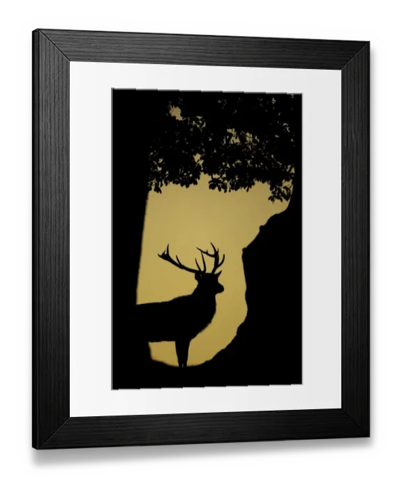 Framed Print : Red Deer (Cervus elaphus) stag silhouetted in a woodland glade. Bradgate Park, Leicestershire Framed Print : Red Deer (Cervus elaphus) stag silhouetted in a woodland glade. Bradgate Park, Leicestershire