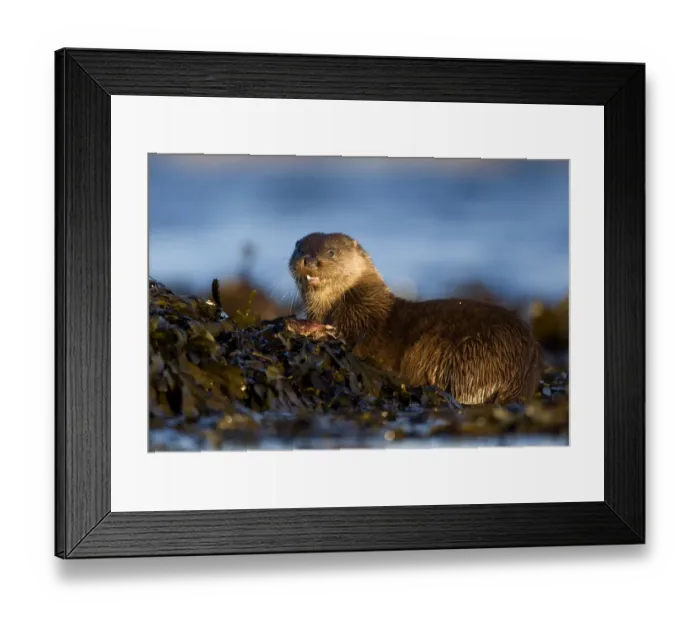Framed Print : European river otter (Lutra lutra) eating fish, resting on seaweed, Isle of Mull Framed Print : European river otter (Lutra lutra) eating fish, resting on seaweed, Isle of Mull