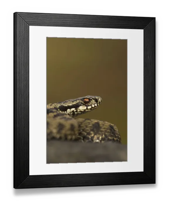 Framed Print : Male Adder (Vipera berus). Cannock Chase, Staffordshire, UK, October Framed Print : Male Adder (Vipera berus). Cannock Chase, Staffordshire, UK, October