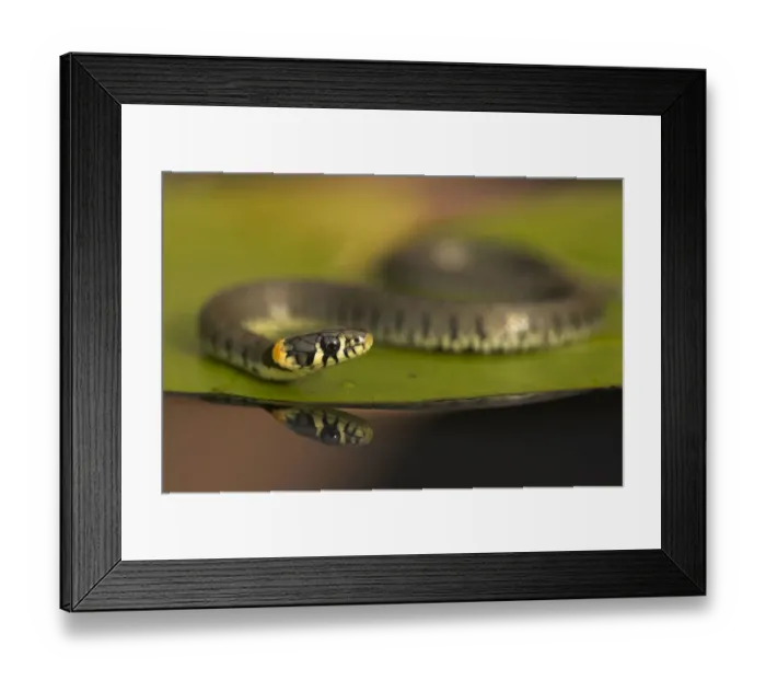 Framed Print : Grass Snake (Natrix natrix) on a lily pad. Leicestershire, UK, September