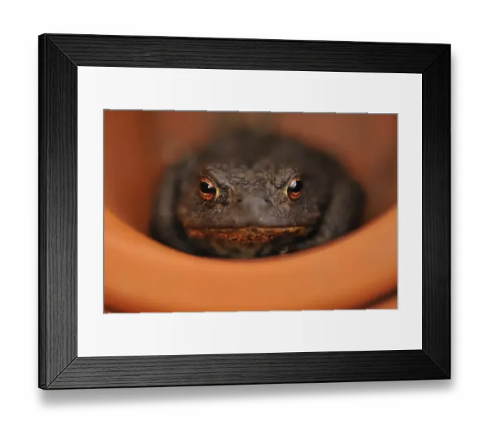 Framed Print : Common Toad (Bufo bufo) resting in a plant pot. Perthshire, Scotland, April Framed Print : Common Toad (Bufo bufo) resting in a plant pot. Perthshire, Scotland, April