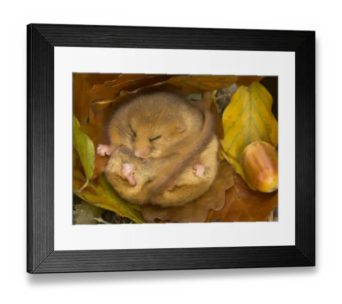 Framed Print : Hazel Dormouse (Muscardinus avellanarius) hibernating amongst leaves and acorns. Captive Framed Print : Hazel Dormouse (Muscardinus avellanarius) hibernating amongst leaves and acorns. Captive