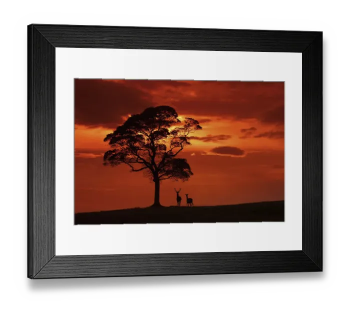 Framed Print : Red deer (Cervus elaphus) stag and hind at dusk, Cheshire, UK September Framed Print : Red deer (Cervus elaphus) stag and hind at dusk, Cheshire, UK September
