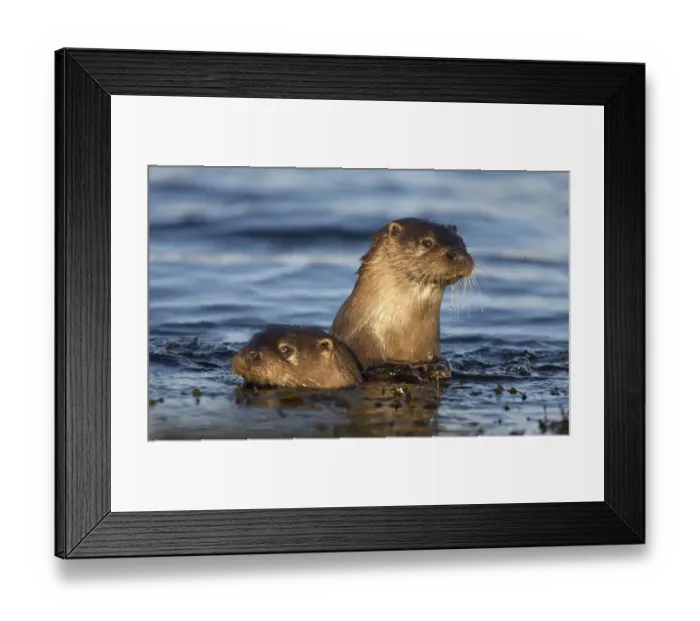 Framed Print : Two European river otters (Lutra lutra) swimming in shallow water, Isle of Mull, Inner Hebrides Framed Print : Two European river otters (Lutra lutra) swimming in shallow water, Isle of Mull, Inner Hebrides